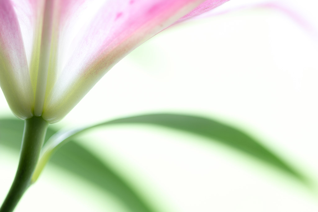 closeup of pink stargazer lily