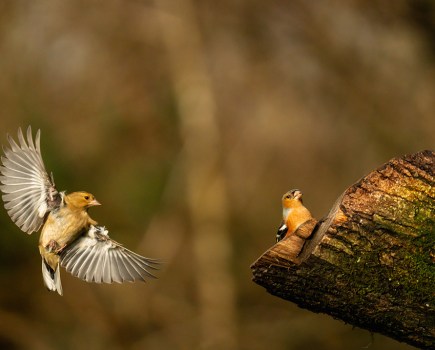 male and female chaffinches approach log one sat on the wood and one in flight