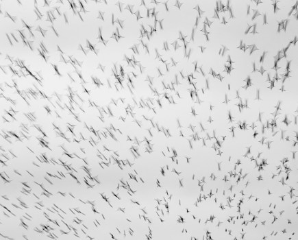 starling murmuration captured with long shutter speed