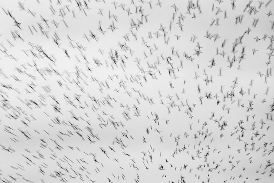 starling murmuration captured with long shutter speed