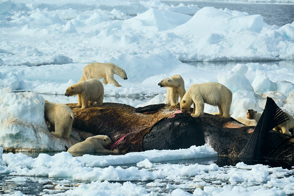 a group of polar bears feasting on the carcass of a whale in east Greenland.
