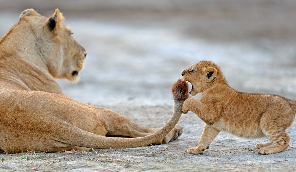 young lion cub goes to bite lionesses tail nikon comedy wildlife awards