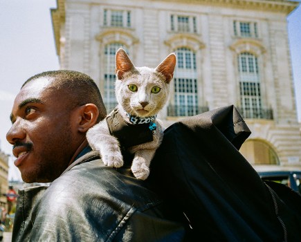 Cat. Camera: Konica Hexar AF Film: 35mm, Kodak UltraMax / Portra 400 / ColourPlus. May 2024, Piccadilly, London.