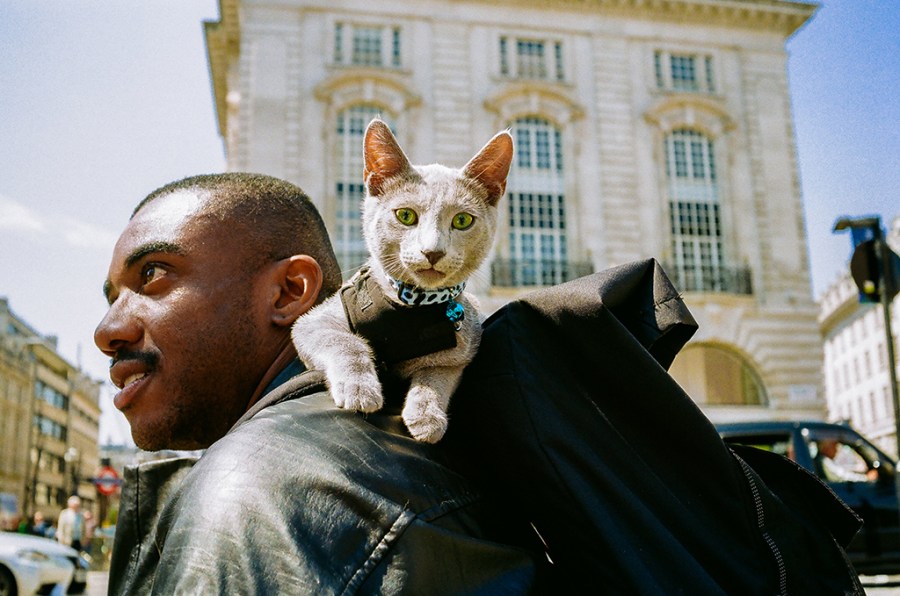 Cat. Camera: Konica Hexar AF Film: 35mm, Kodak UltraMax / Portra 400 / ColourPlus. May 2024, Piccadilly, London.