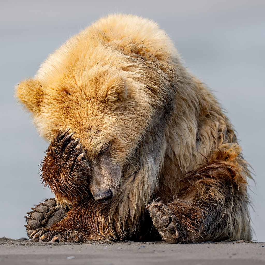 brown bear sat with head in its paw nikon comedy wildlife awards