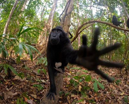 A Celebs crested macaque trying to hinder the photographer of taking any more shots of him and his colleagues.