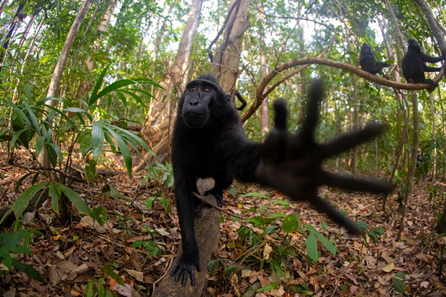 A Celebs crested macaque trying to hinder the photographer of taking any more shots of him and his colleagues.