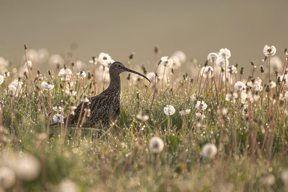 Stunning images win through in British Wildlife Photography Awards