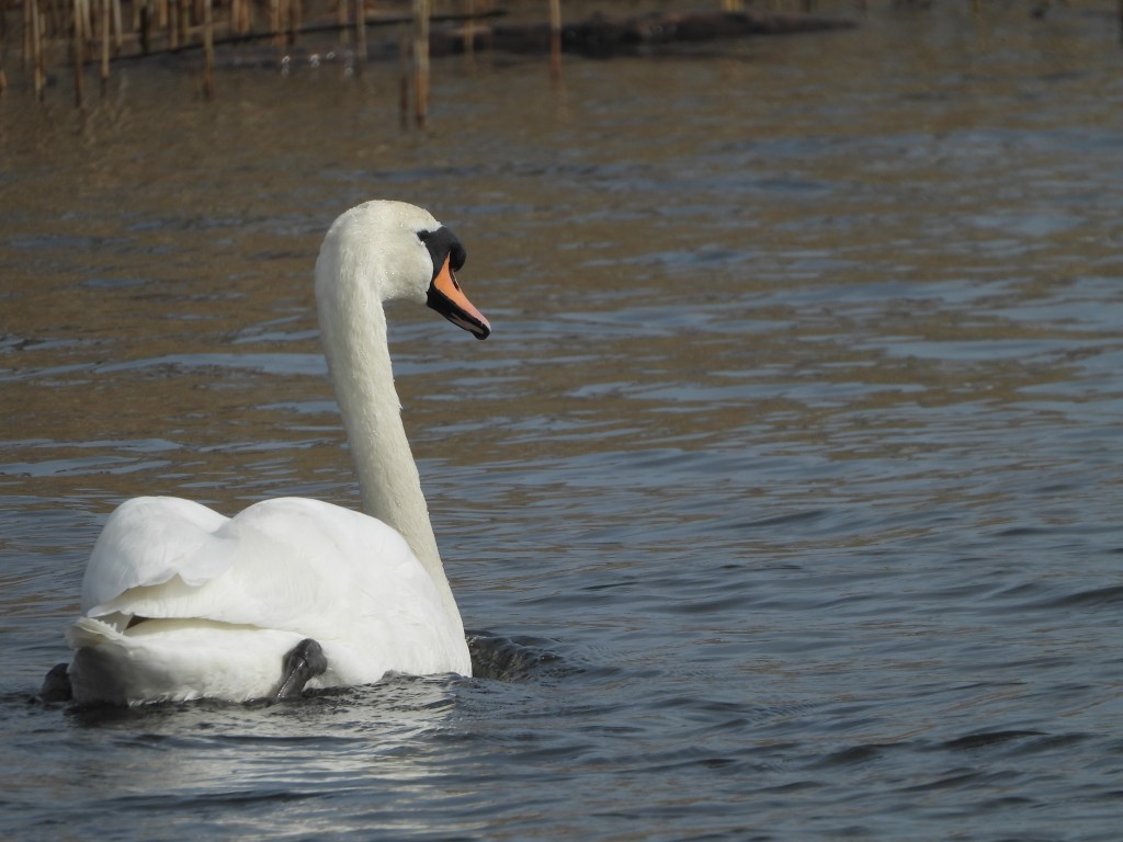 A sample image taken with the Nikon Coolpix P1100