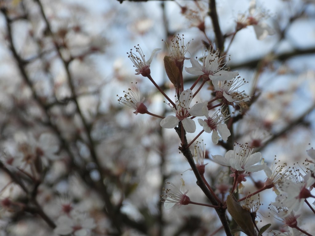 A sample image taken with the Nikon Coolpix P1100