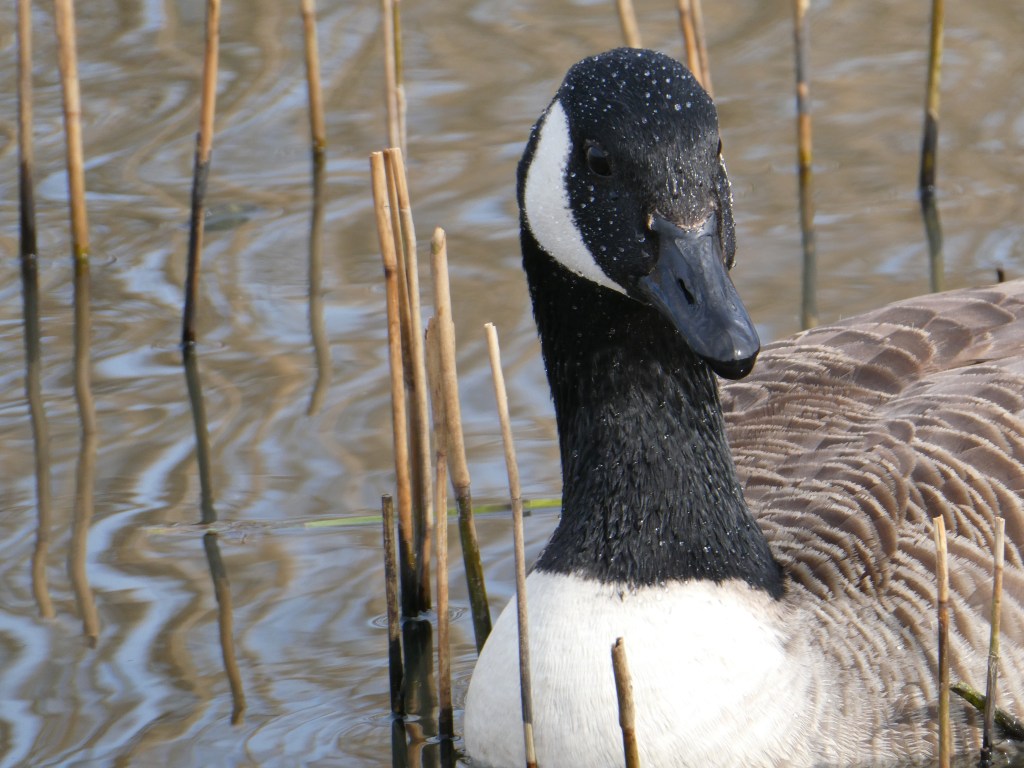 A sample image taken with the Panasonic Lumix ZS99 / TZ99