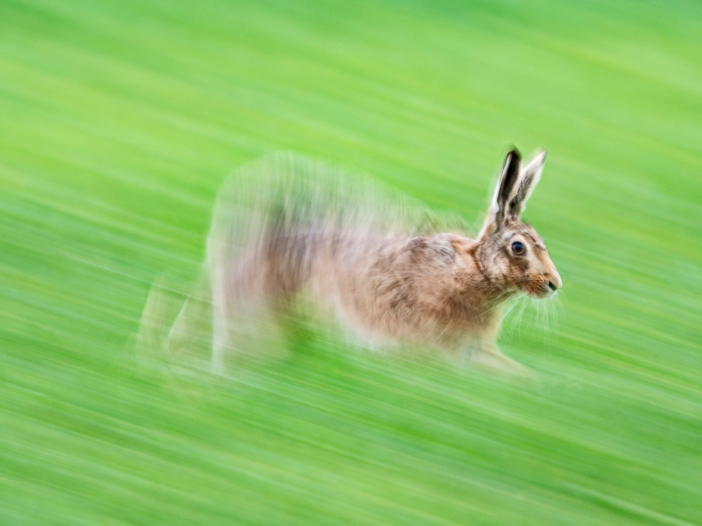 BWPA winners