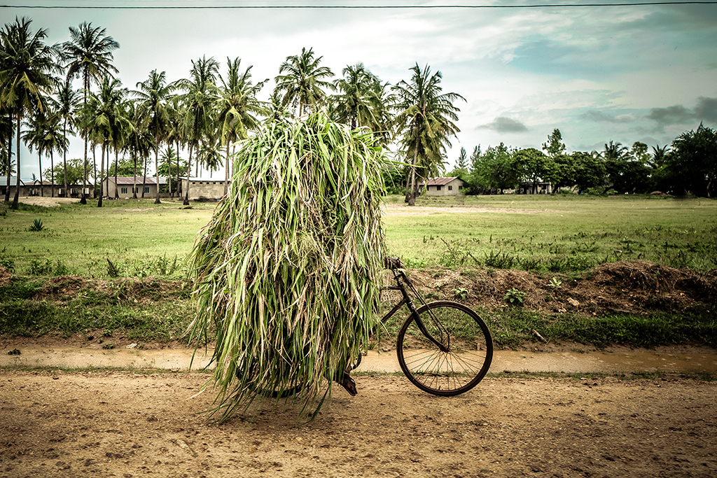 harvest in motion food photo person on a bike