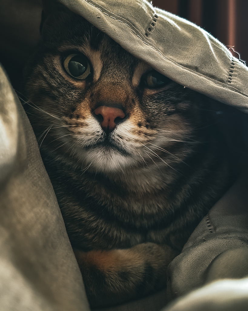 cat peering out from material