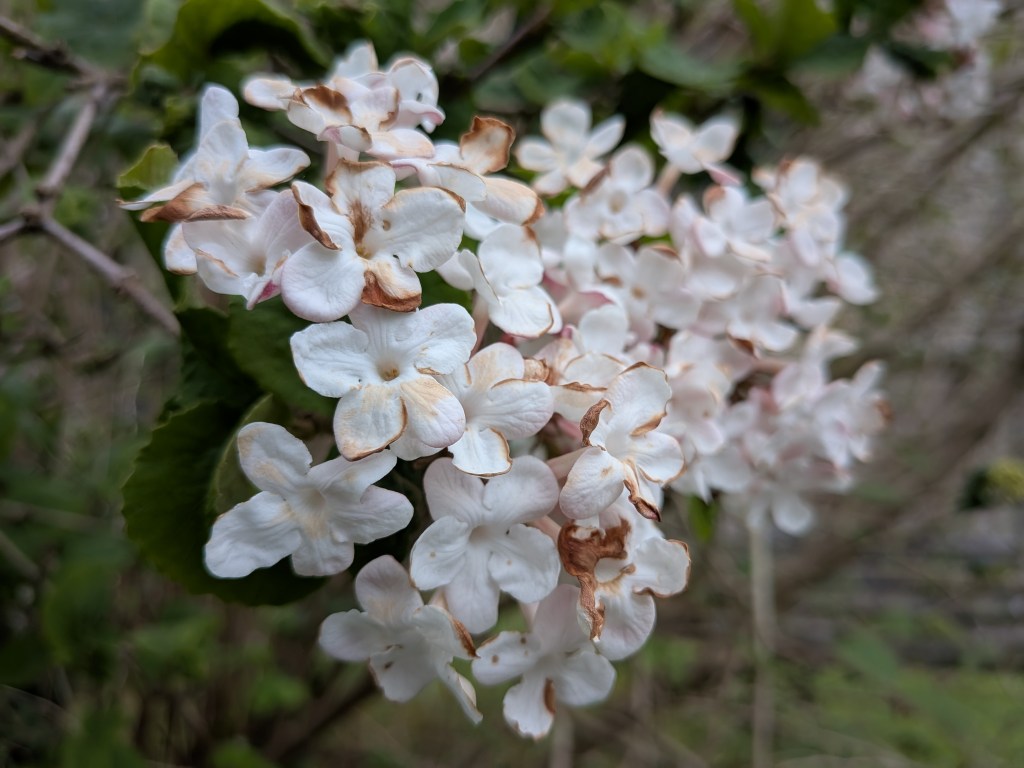 A macro image taken with the Google Pixel 9a