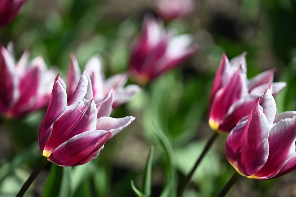 A sample image shot with the Nikon Z5 II