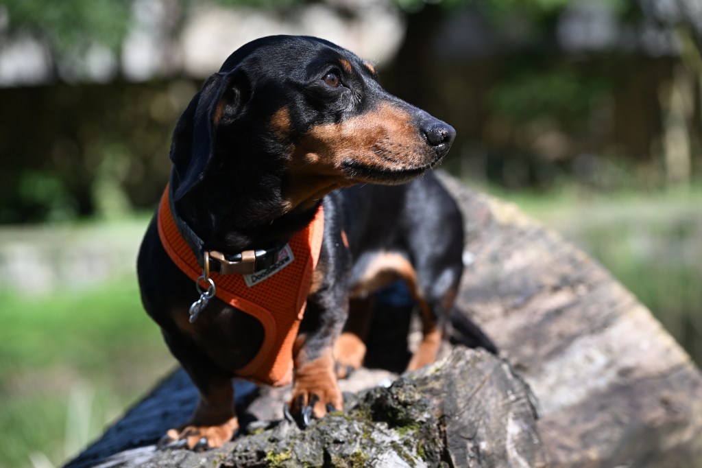 A sample image shot with the Nikon Z5 II