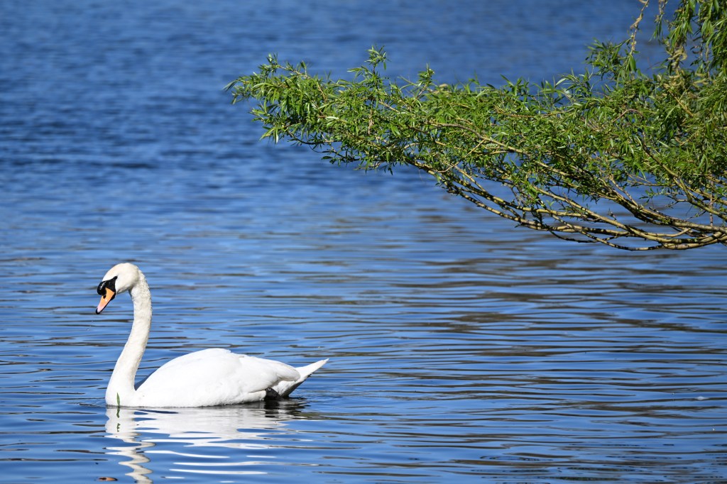 A sample image shot with the Nikon Z5 II