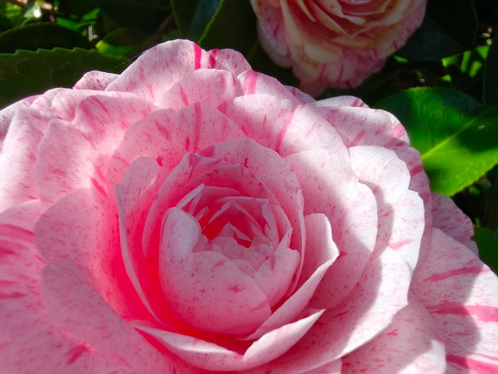 A macro image shot with the Oppo Reno 13 Pro