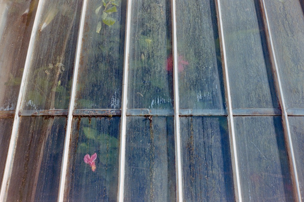 Rollei 35AF Kew Gardens sample image