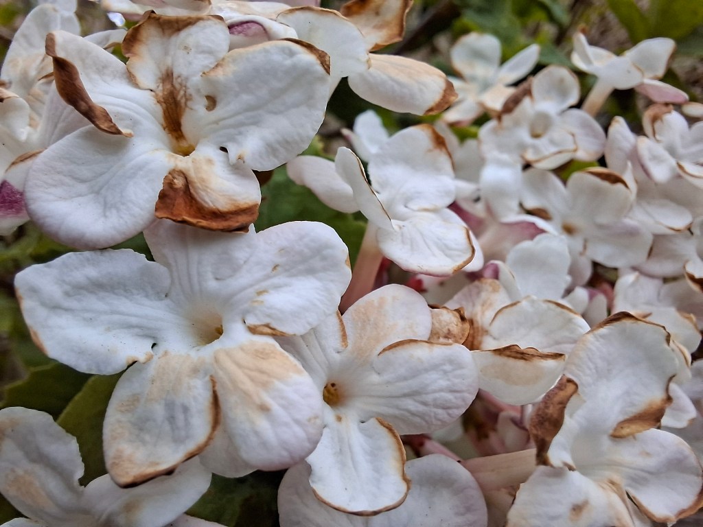 A macro image taken with the Samsung Galaxy A56