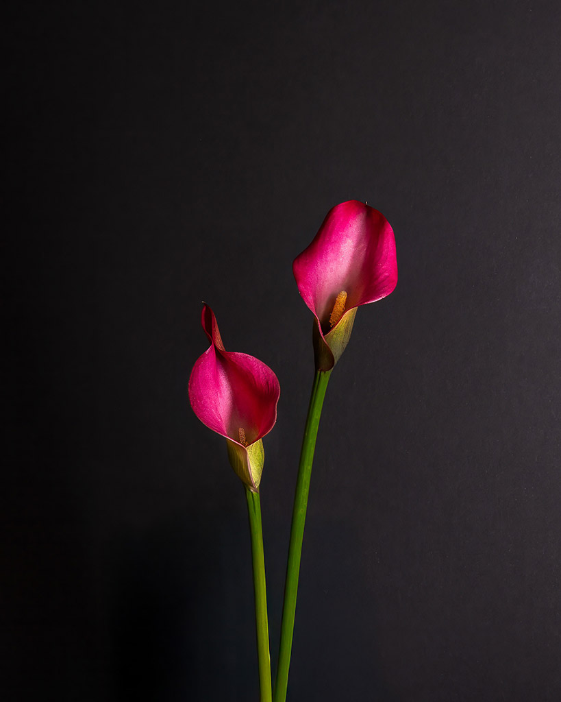 portrait of two pink calla lillies