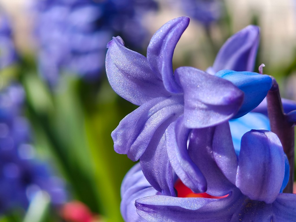 The SuperMacro mode of the Tecno Camon 40 Premier