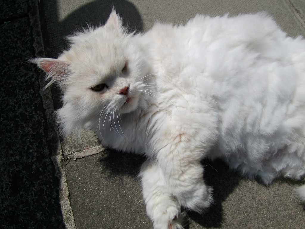 Fluffy cat. Photo Gavin Stoker
