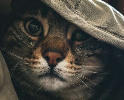 tabby cat under blanket