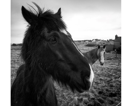 black and white close-up portrait of a horse