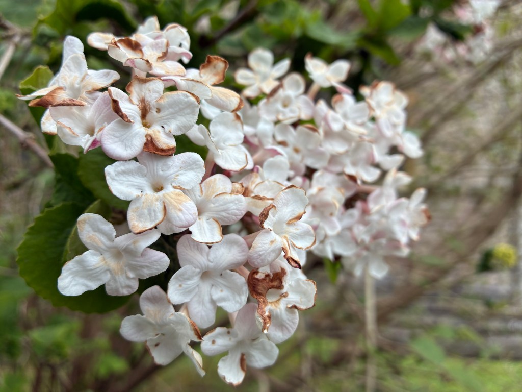 A close-up image taken with the iPhone 16e.