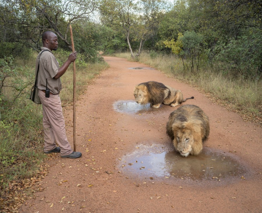 Uketula lion ranch, South Africa