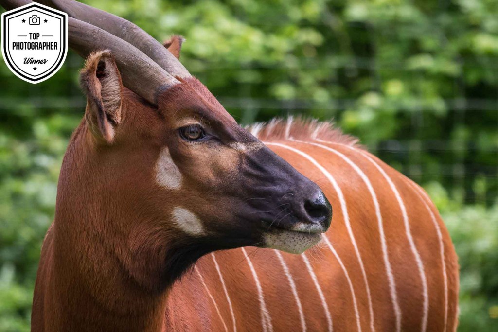 gurushots wildlife
