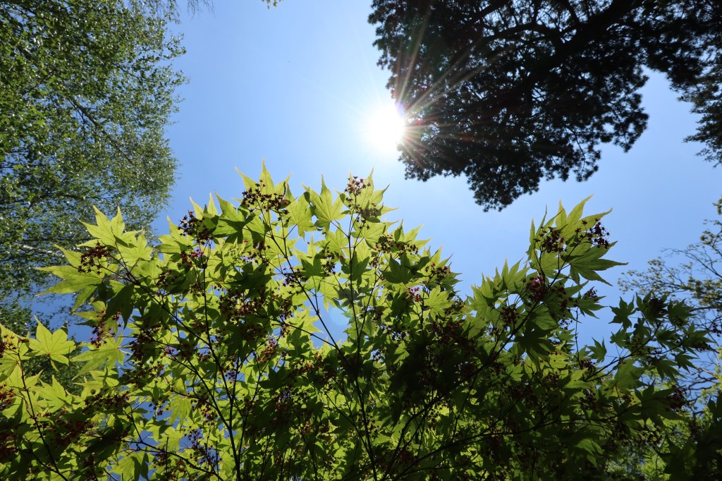 Canon PowerShot V1 backlit foliage sample image