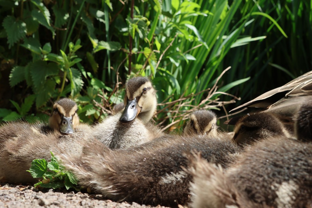 Canon PowerShot V1 ducklings sample image