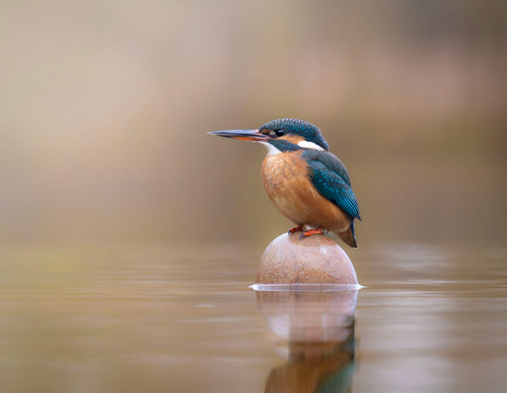 gurushots wildlife