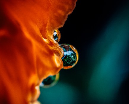 small water droplet on an orange flower