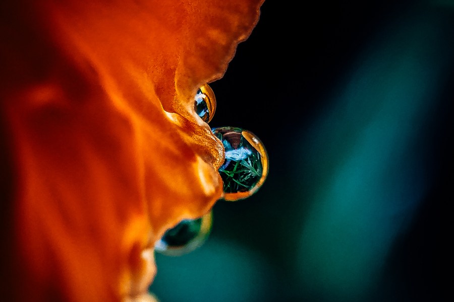 small water droplet on an orange flower