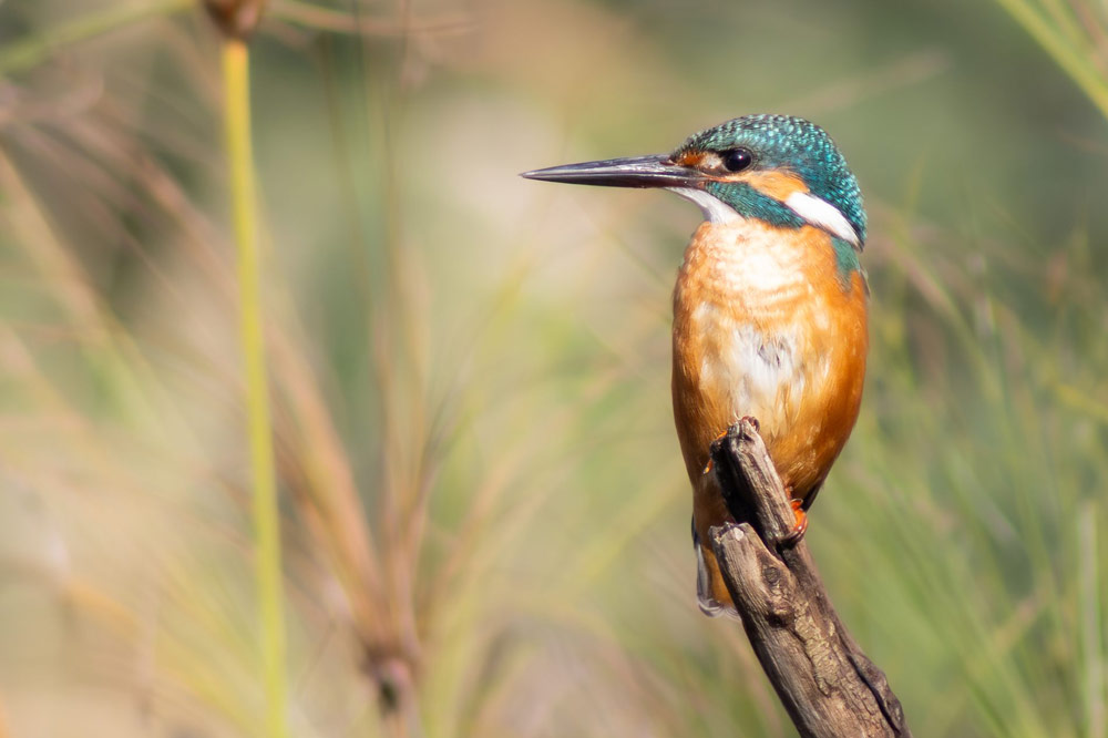 gurushots wildlife