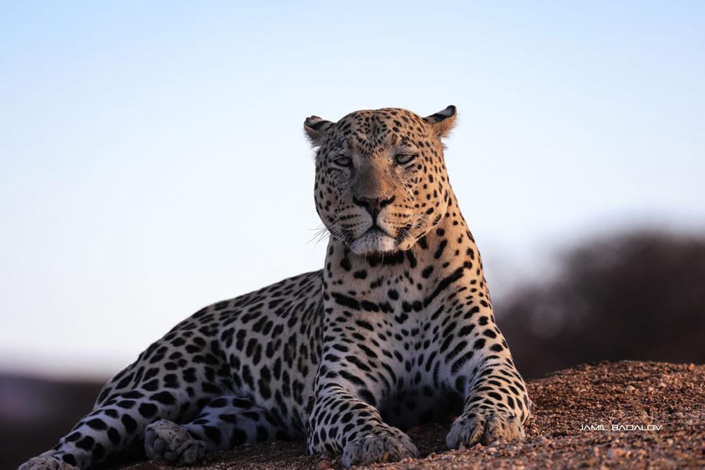 gurushots wildlife