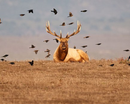 gurushots wildlife