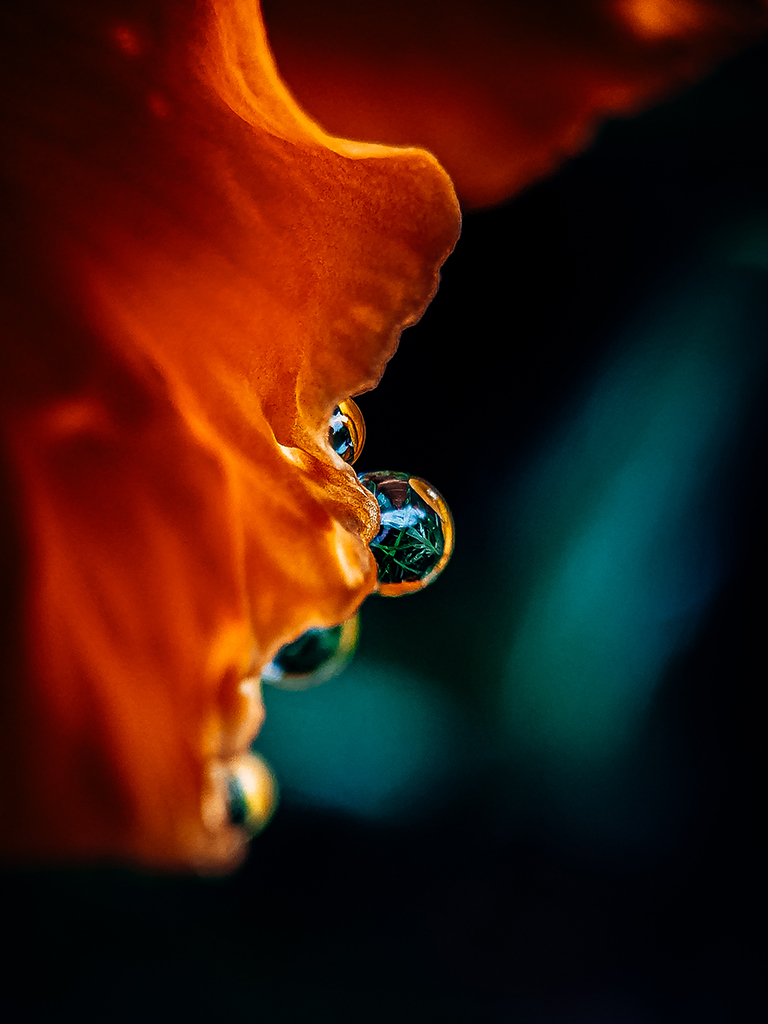 small water droplet on an orange flower