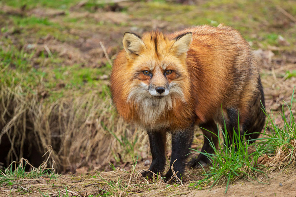 gurushots wildlife