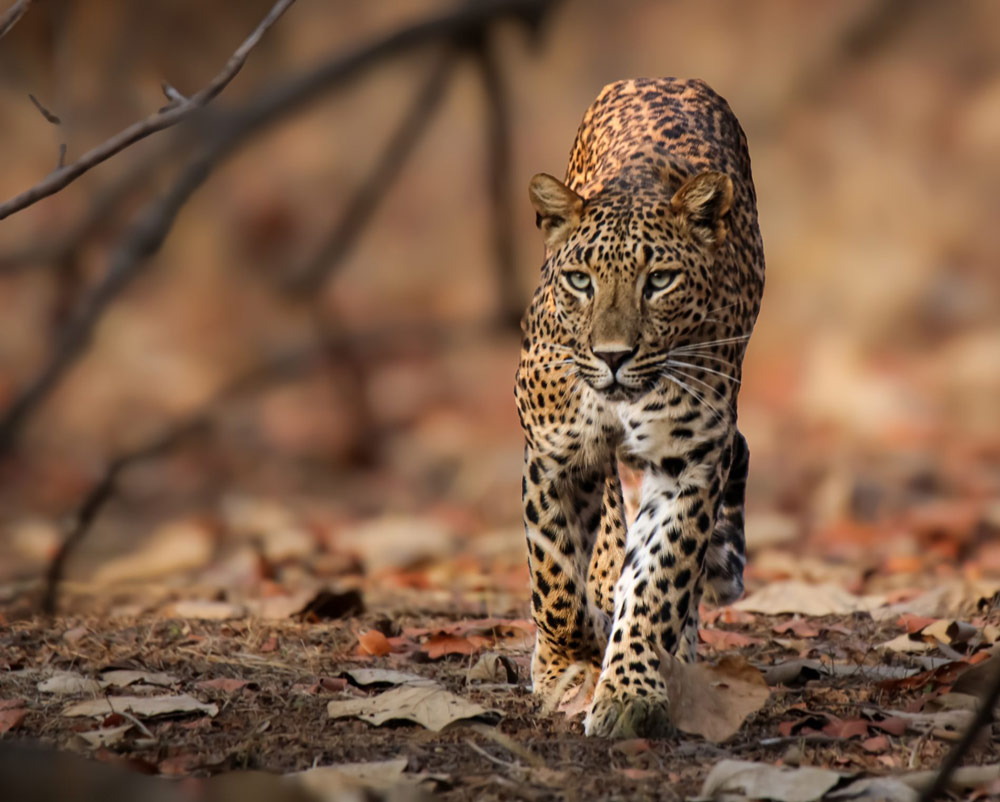 gurushots wildlife