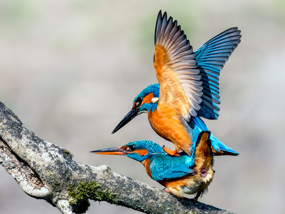 gurushots wildlife