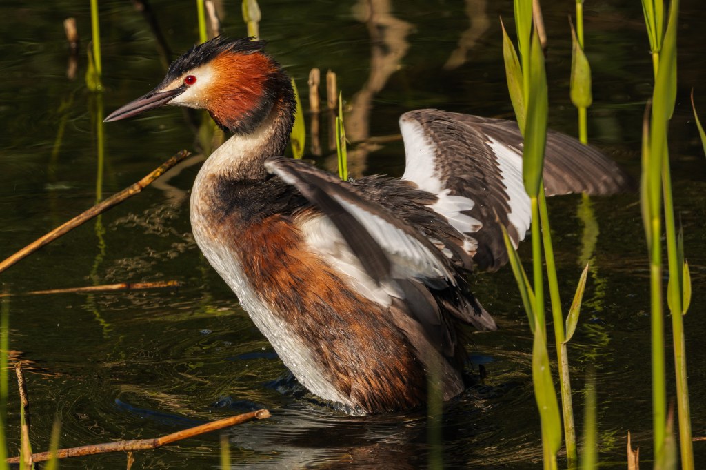 Sigma 300-600 F4 DG OS Sports sample image bird