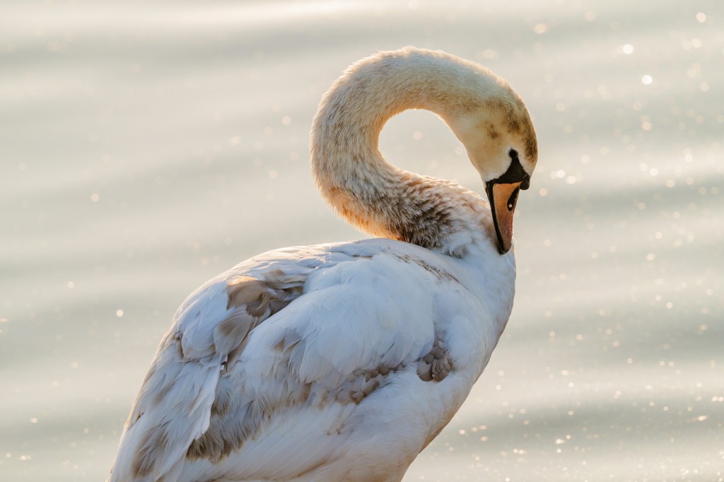 Sigma 300-600 F4 DG OS Sports sample image swan