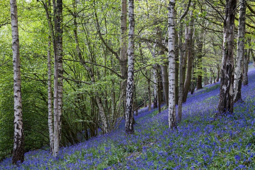 Sigma BF bluebells sample image