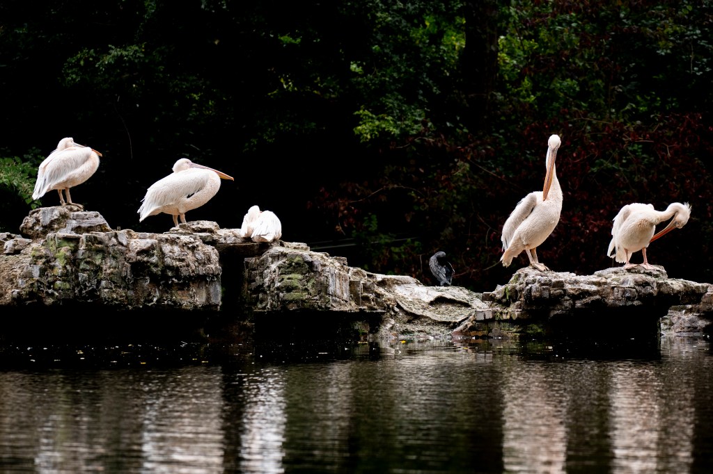 Birds on rocks. Photo Richard Sibley