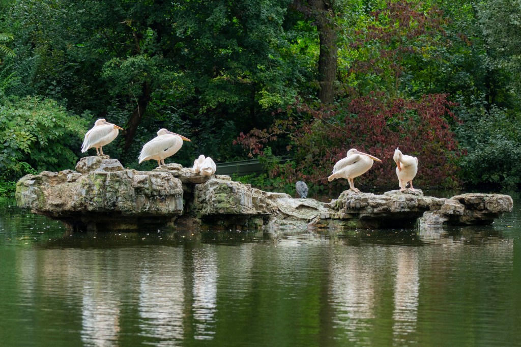 More birds on rocks. Photo Richard Sibley